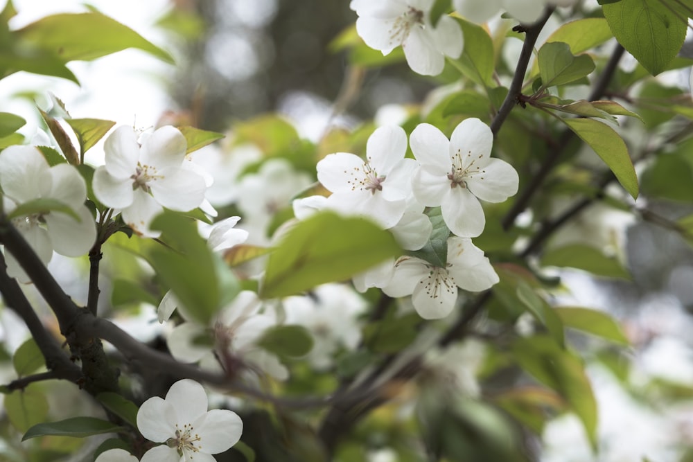 a close up of a tree with white flowers