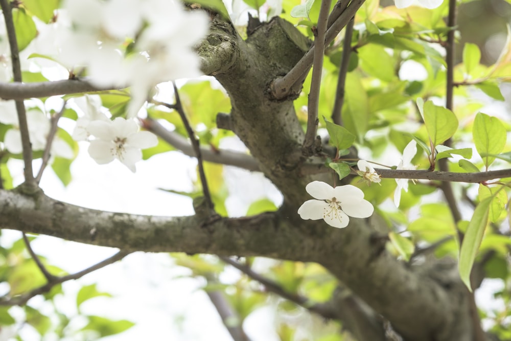 a tree with white flowers and green leaves