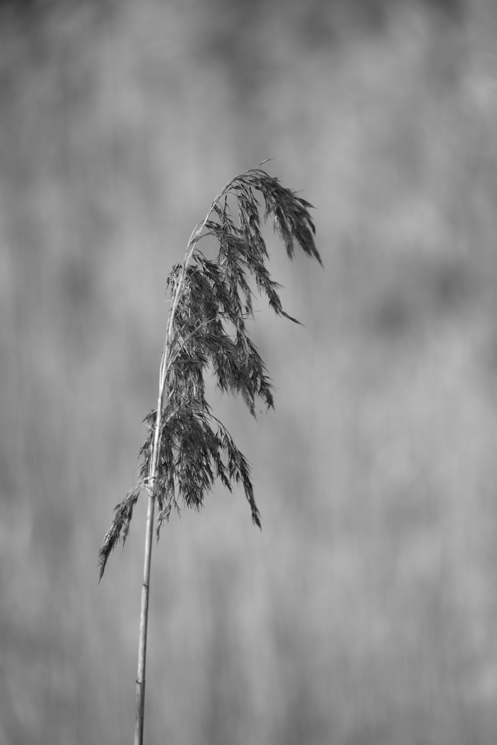 a black and white photo of a plant