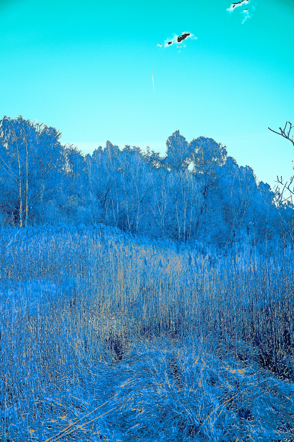 a bird flying over a field of blue grass