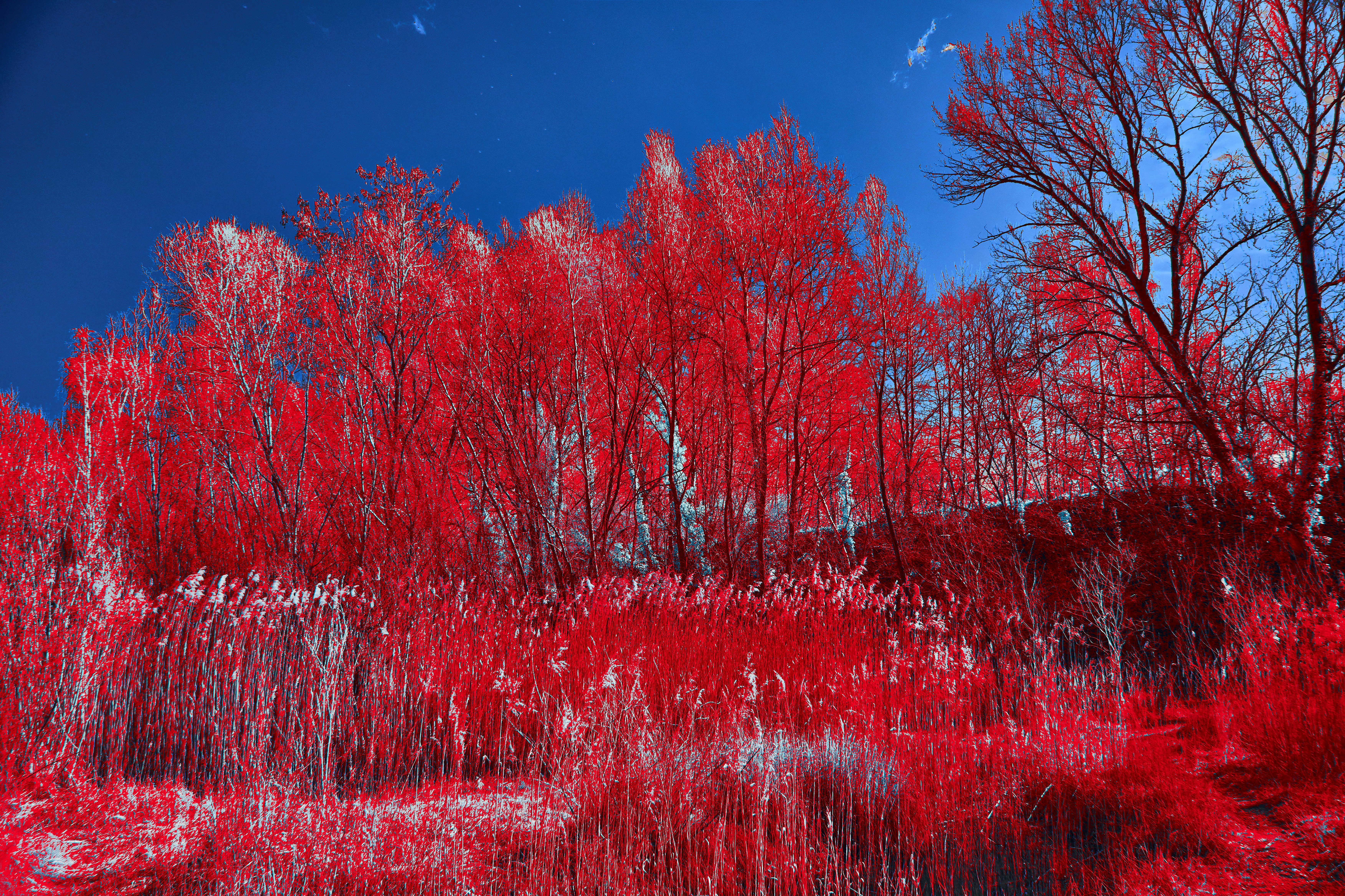 Photo by wolfgang_hasselmann