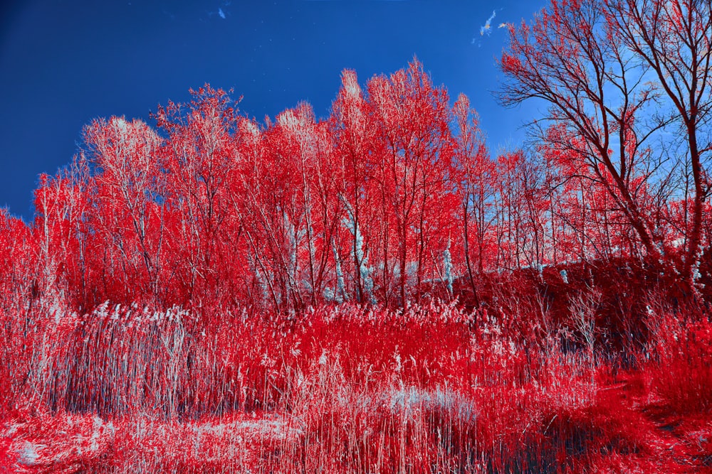 um grupo de árvores com folhas vermelhas sobre elas