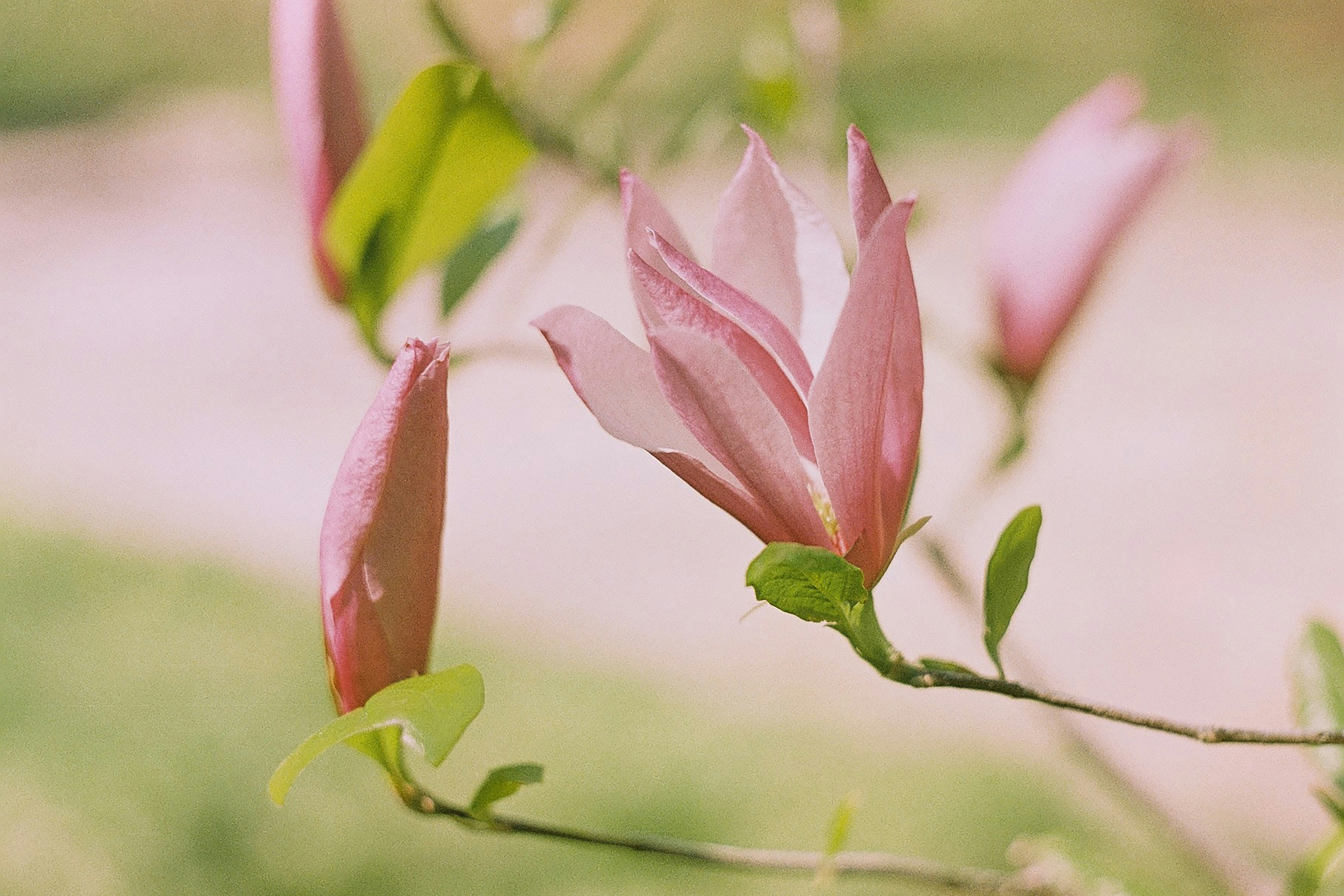 Photo by veronikaaharova