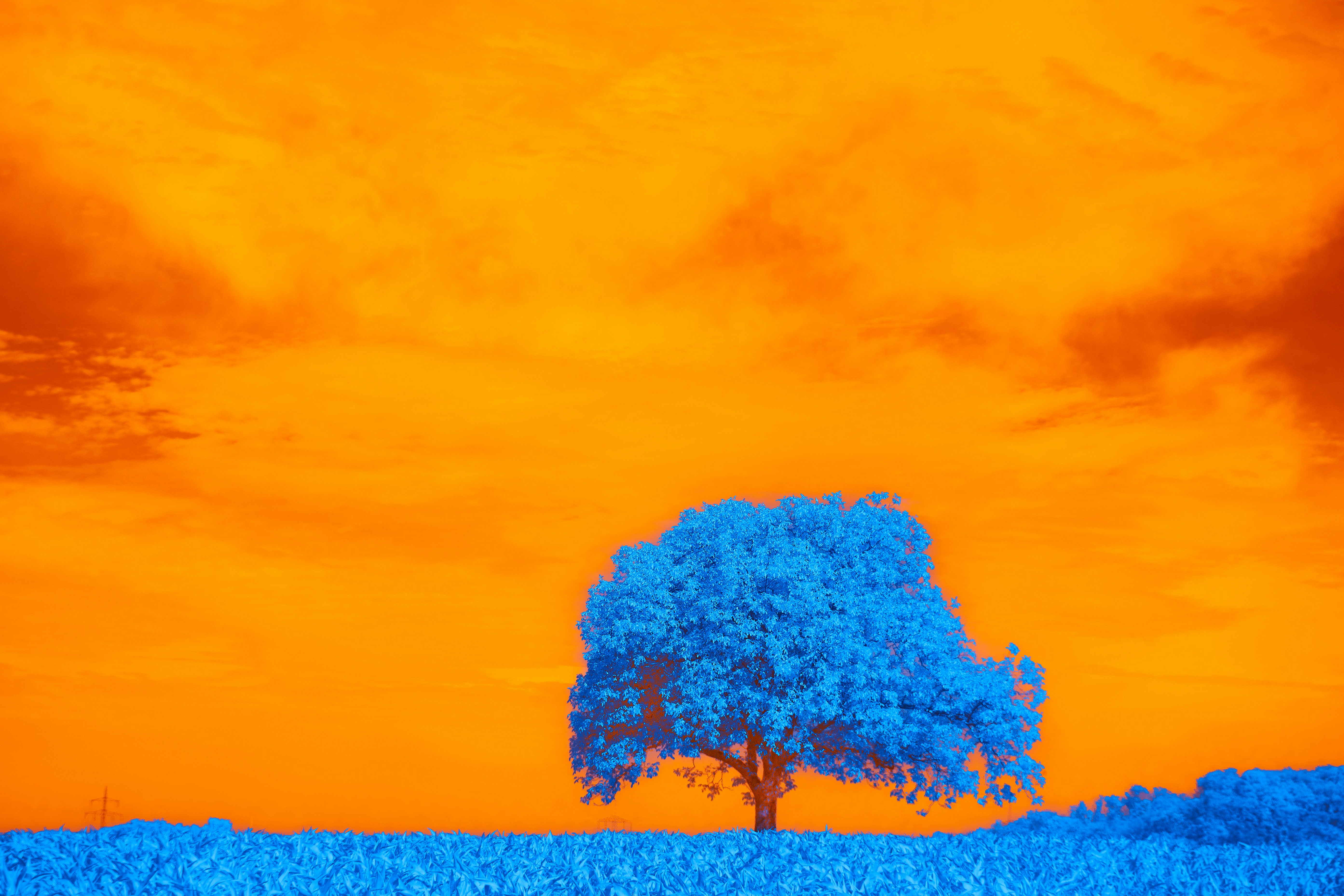 Photo by wolfgang_hasselmann