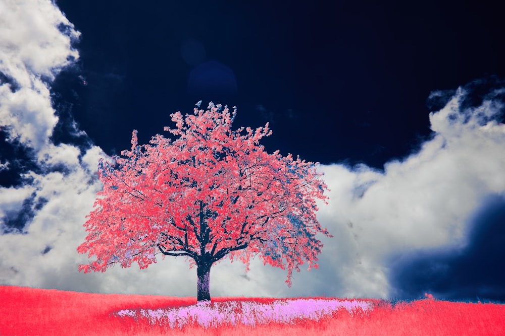 ein Baum auf einem Feld mit Wolken im Hintergrund