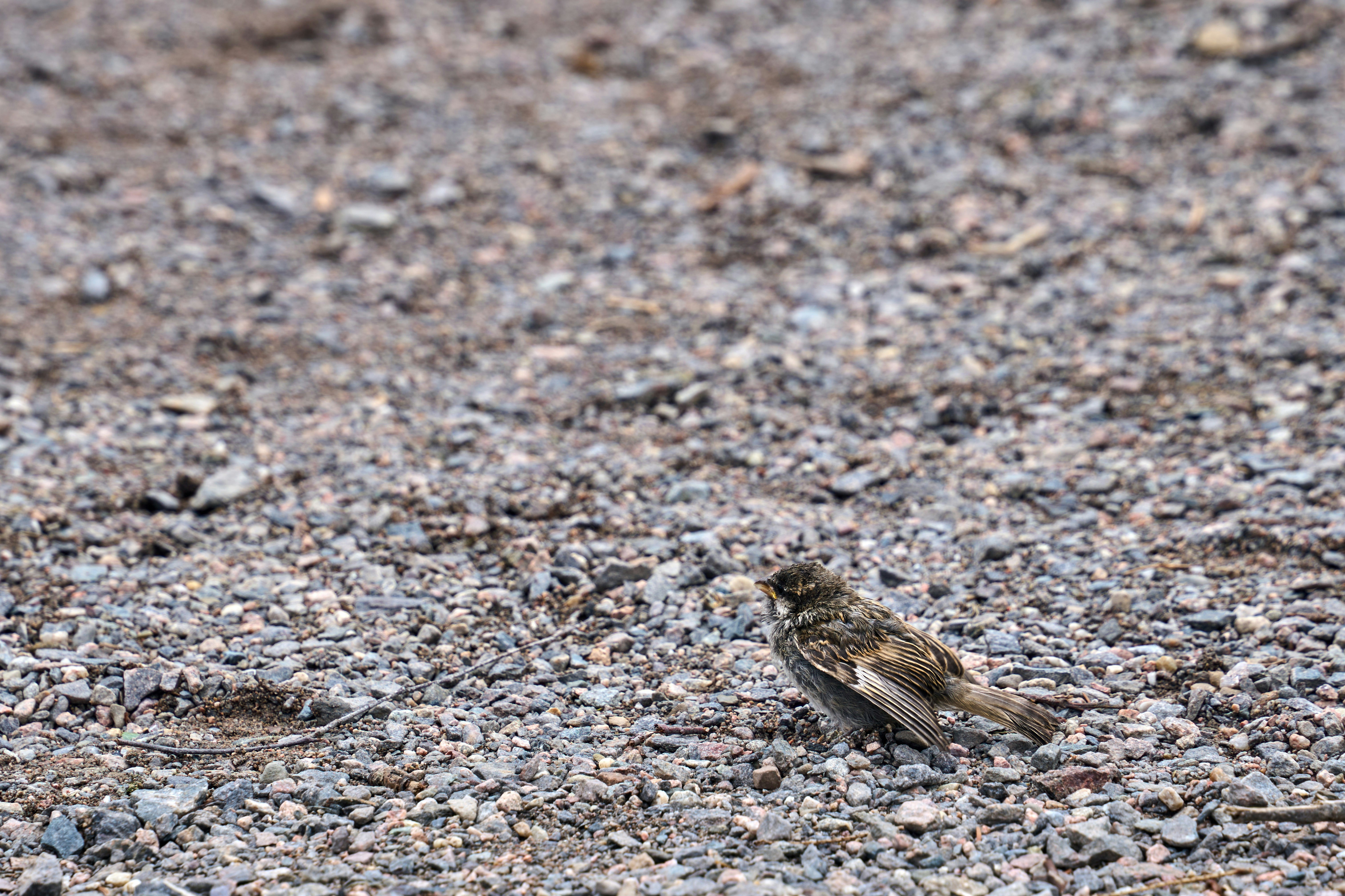 Photo by wolfgang_hasselmann