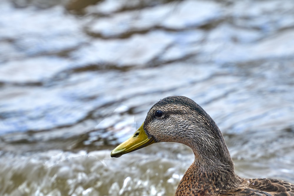 um close up de um pato perto de um corpo de água