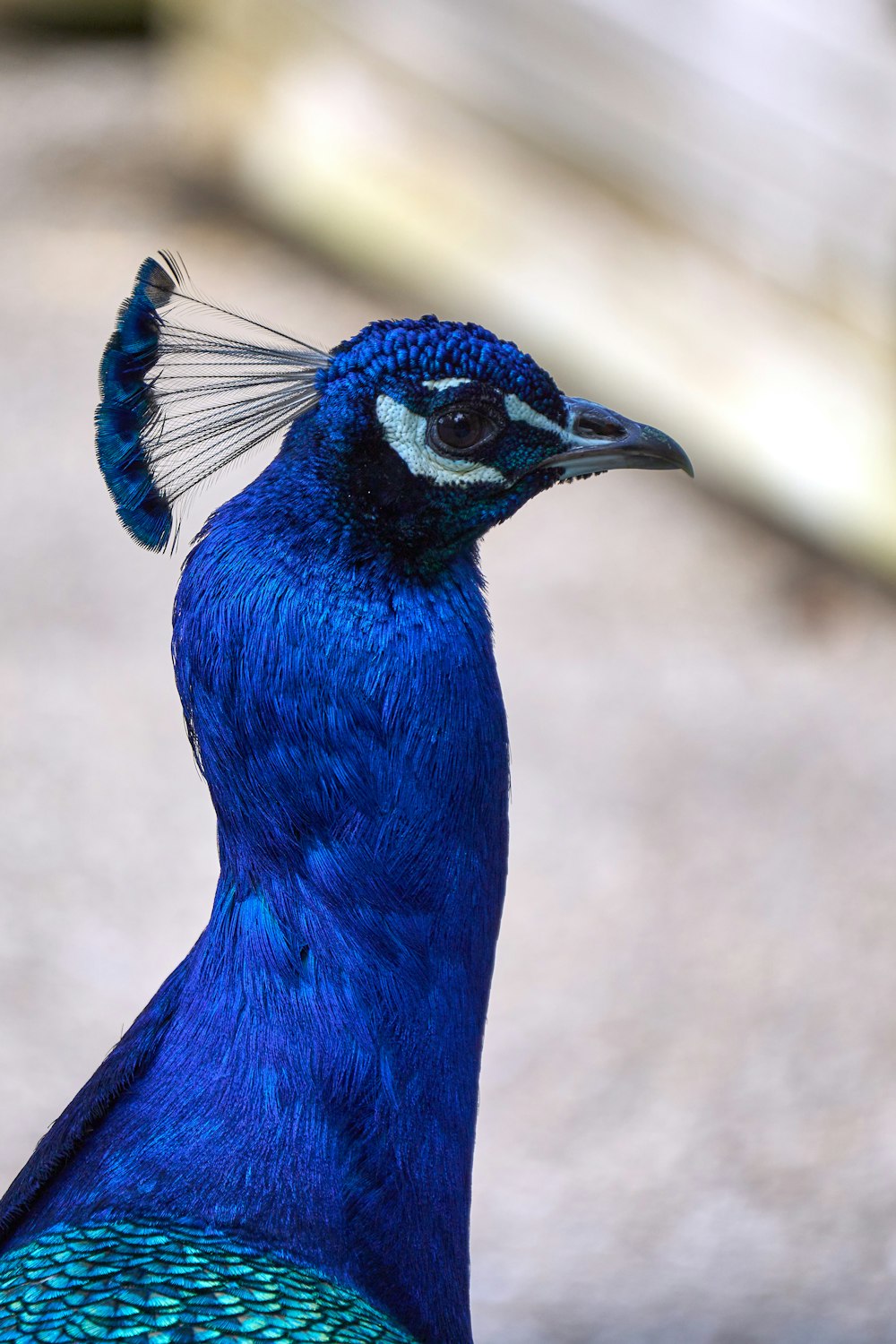 a close up of a blue bird on the ground