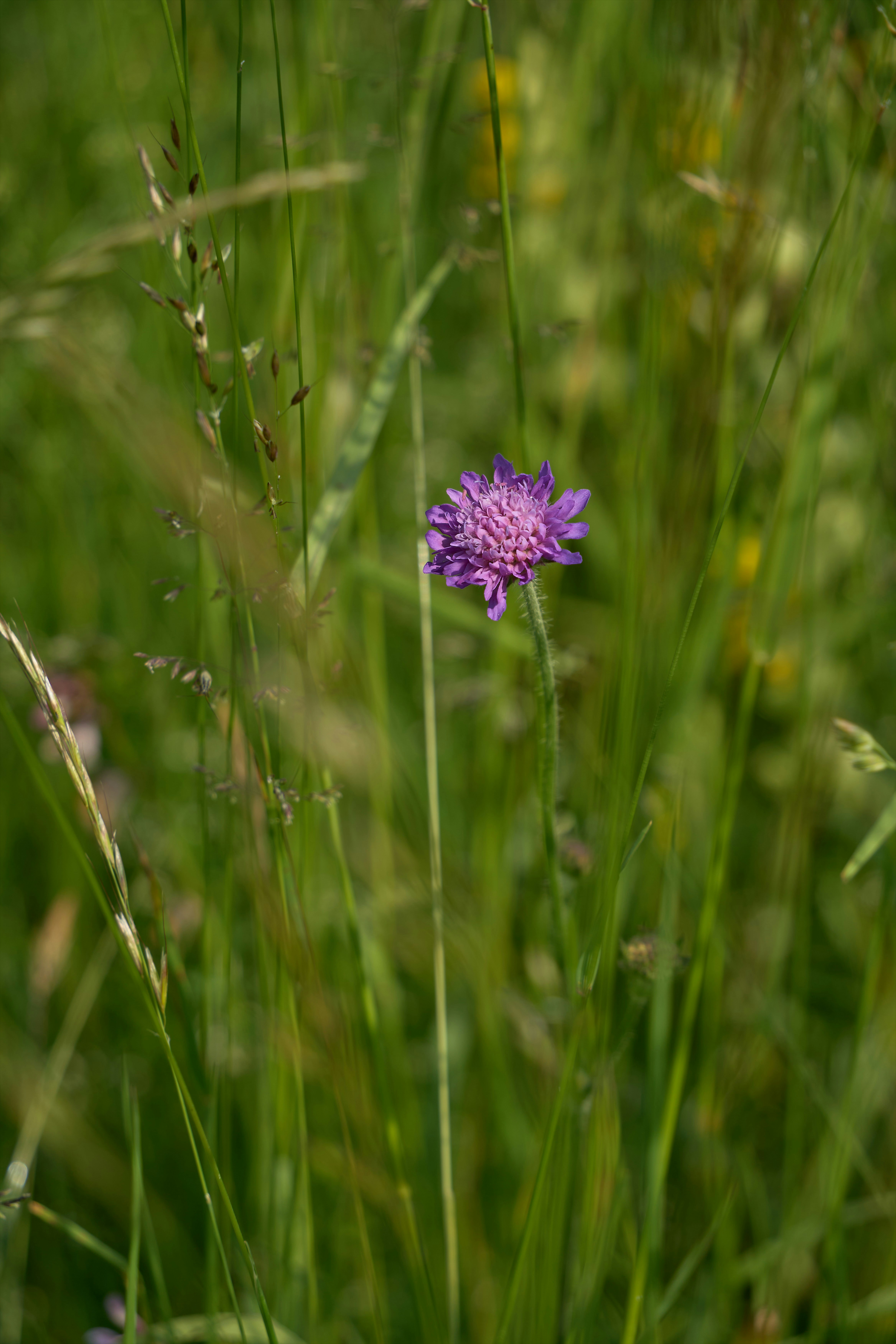 Photo by wolfgang_hasselmann