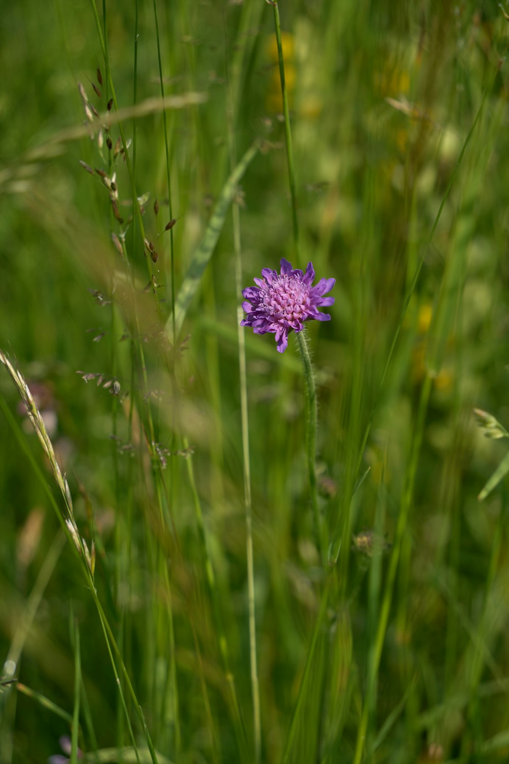eine violette Blume in einem Feld mit grünem Gras