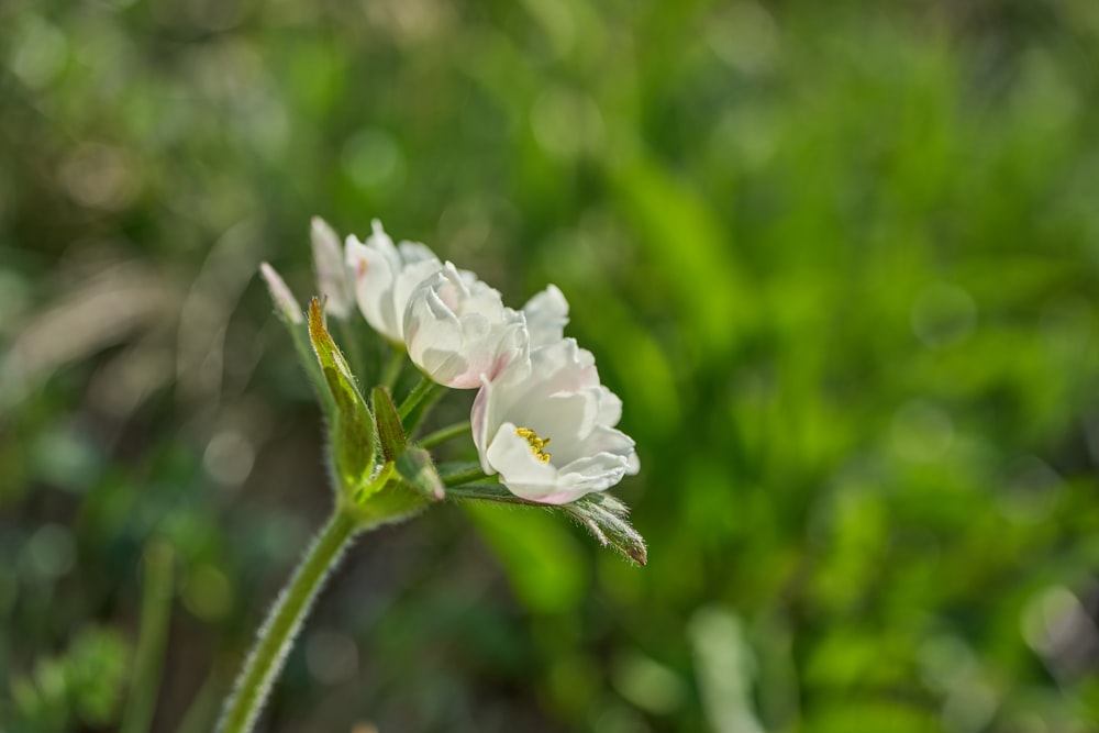 a close up of a flower on a plant