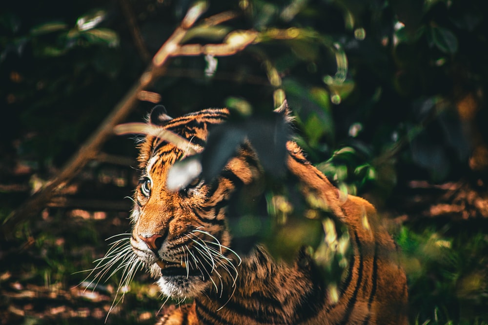 a tiger is looking at something through a fence