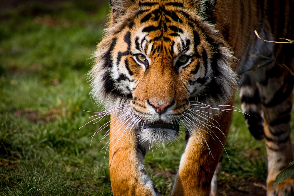 a tiger walking across a lush green field
