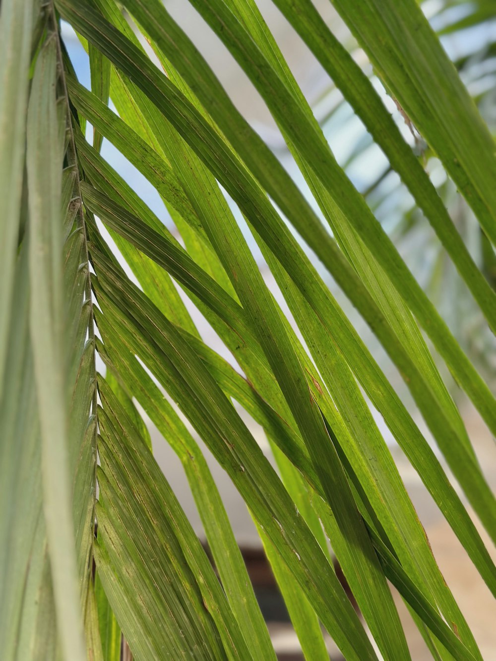 a close up of a palm tree leaf