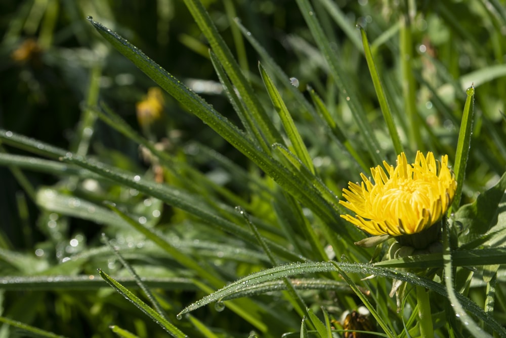 a yellow dandelion sitting on top of a lush green field