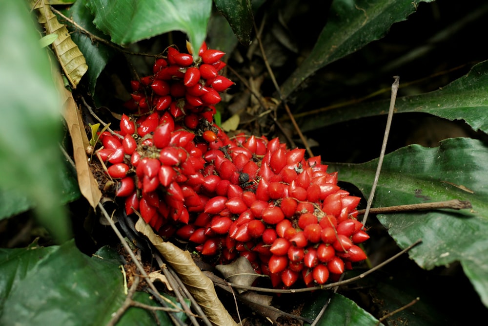 a bunch of berries that are on the ground