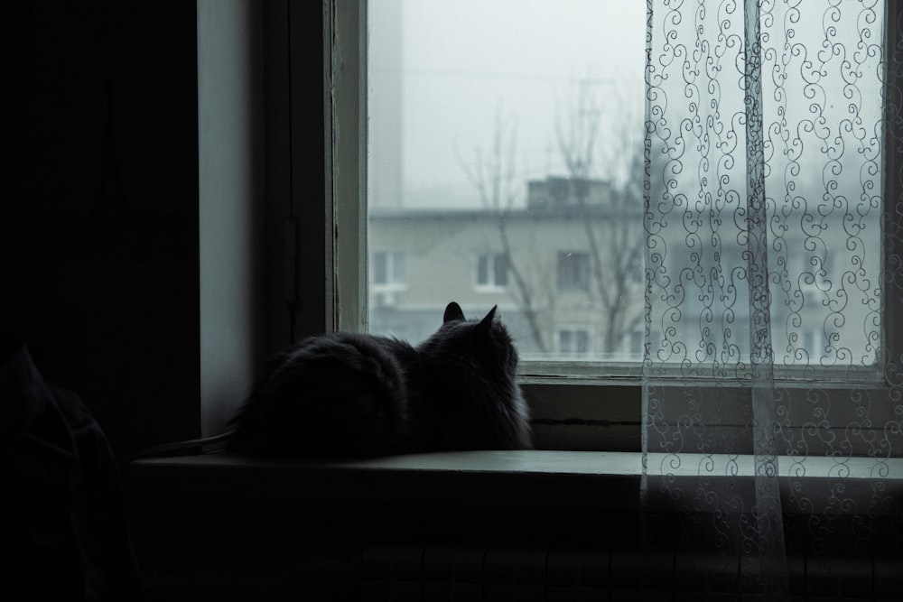 a cat sitting on a window sill looking out the window