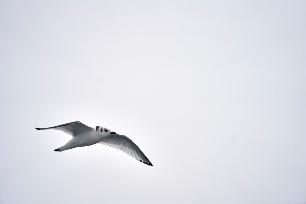 a seagull flying in the sky on a cloudy day