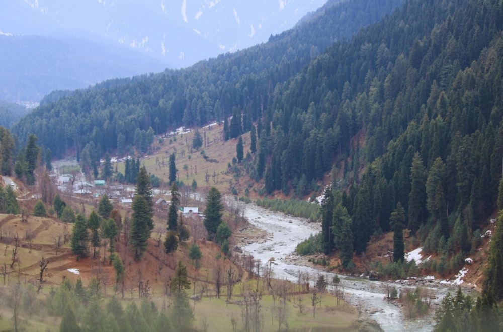 a river running through a lush green forest