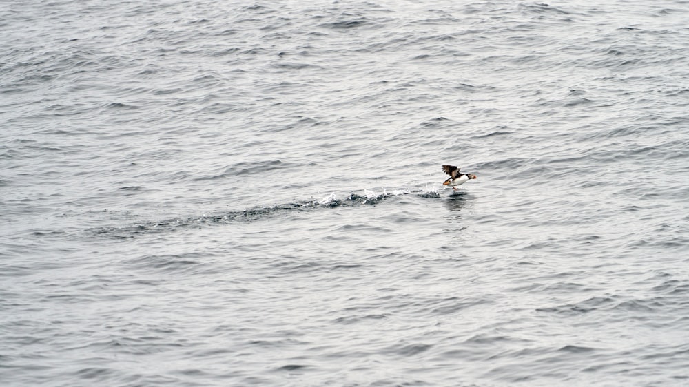 a bird flying over a body of water