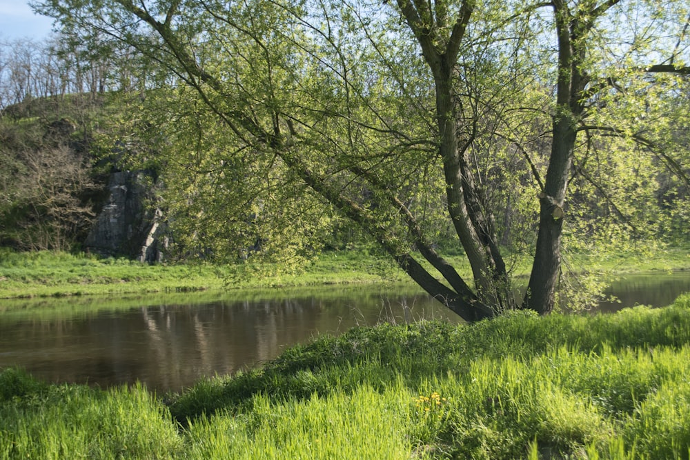 a river running through a lush green forest