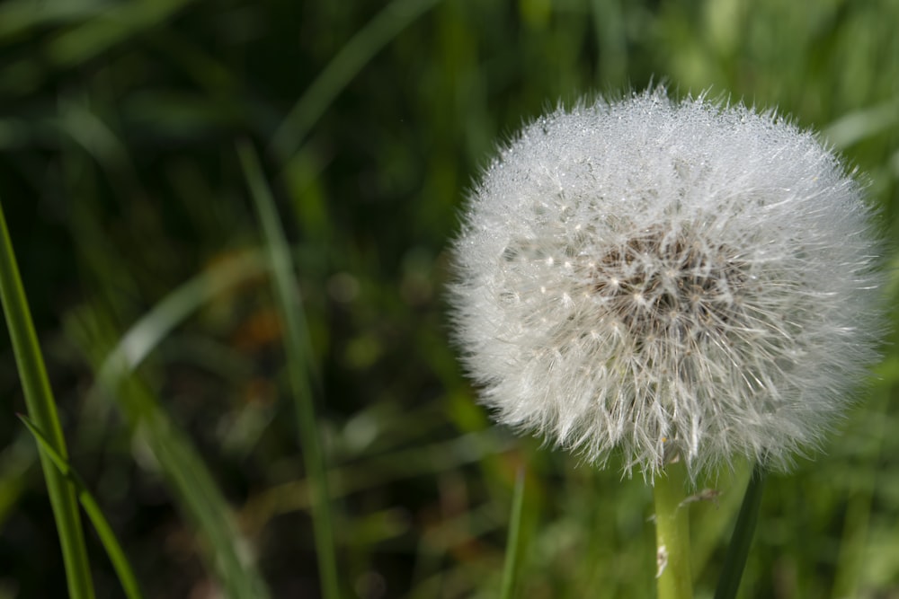 a close up of a dandelion in a field