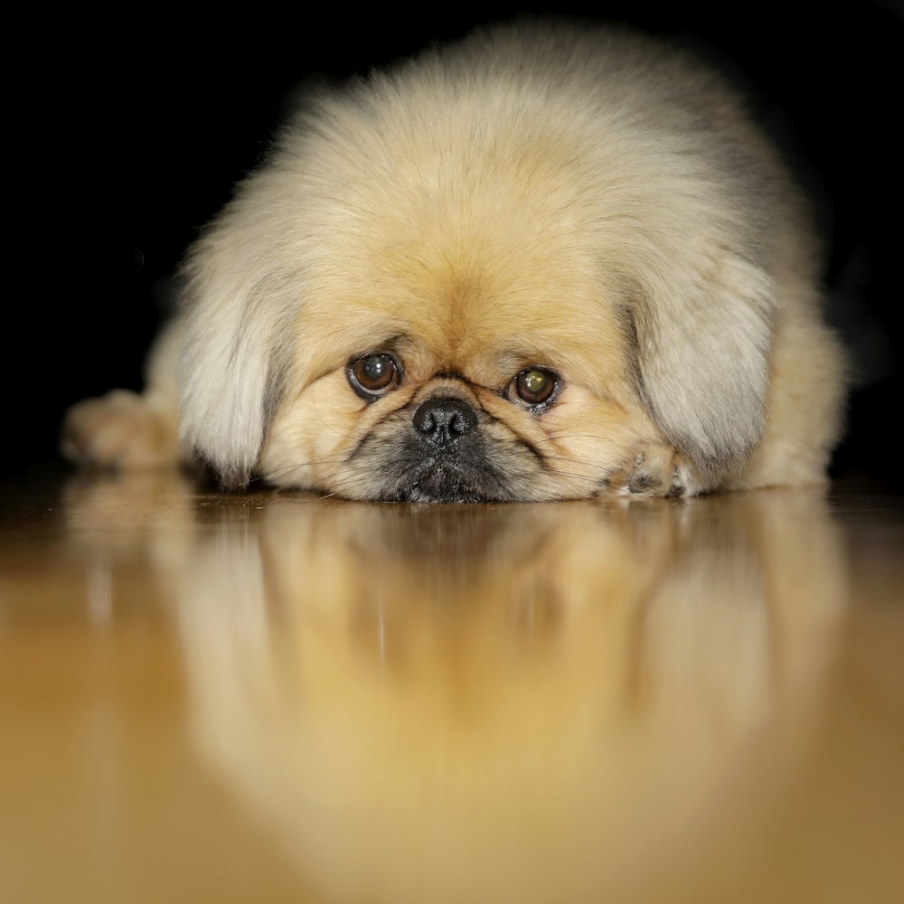 a small dog is laying on the floor