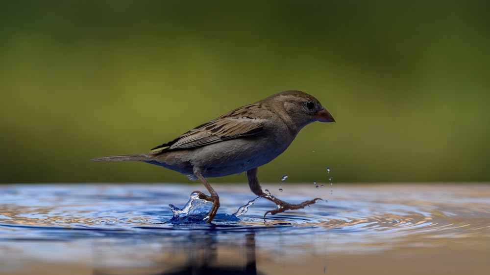 a small bird standing on top of a puddle of water