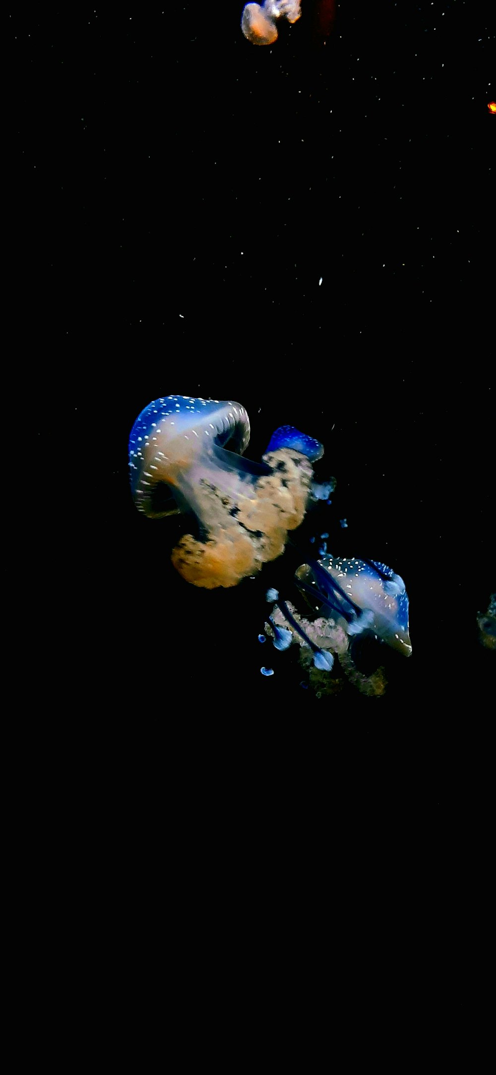 un gruppo di meduse che galleggiano nell'oceano di notte