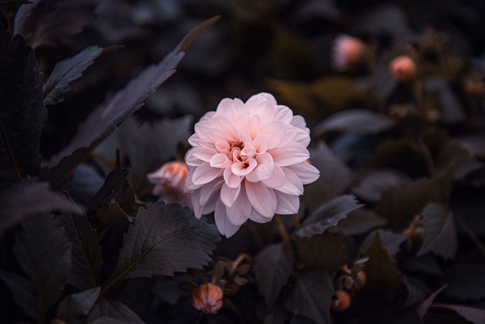 a pink flower is in the middle of some leaves