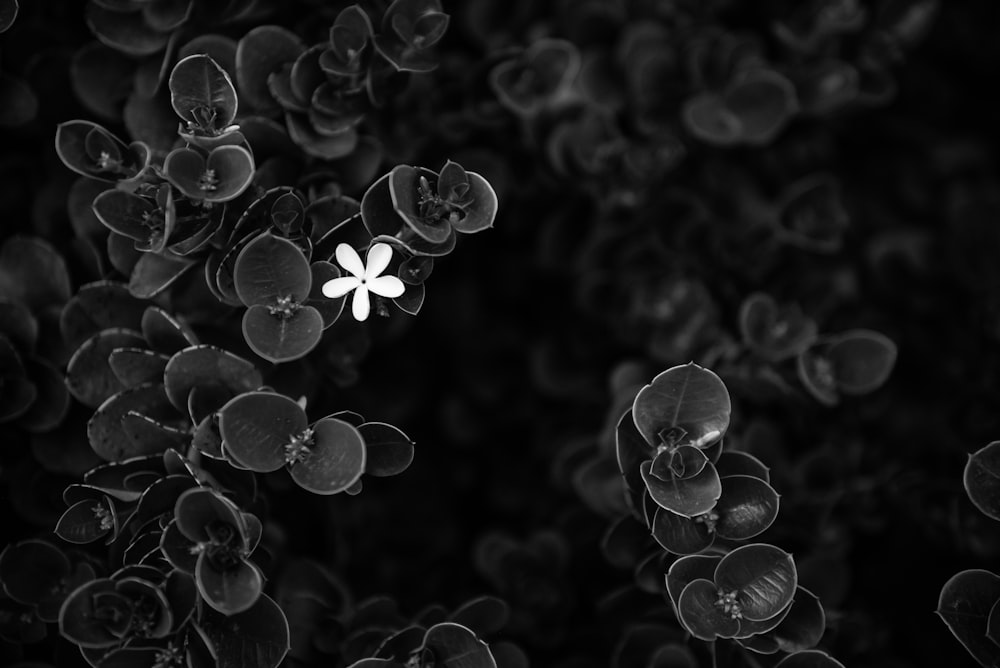 a black and white photo of a flower