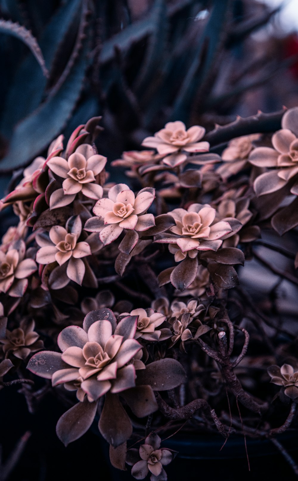 a close up of a bunch of small flowers