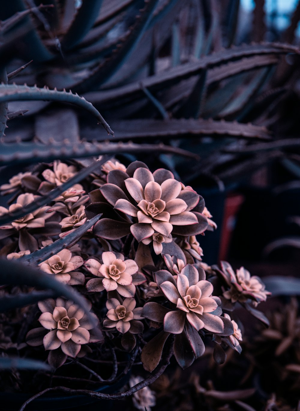 a close up of a bunch of flowers on a plant