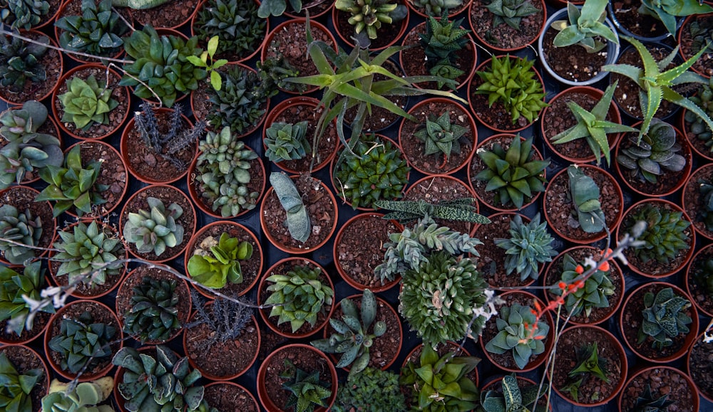 a bunch of plants that are in some pots