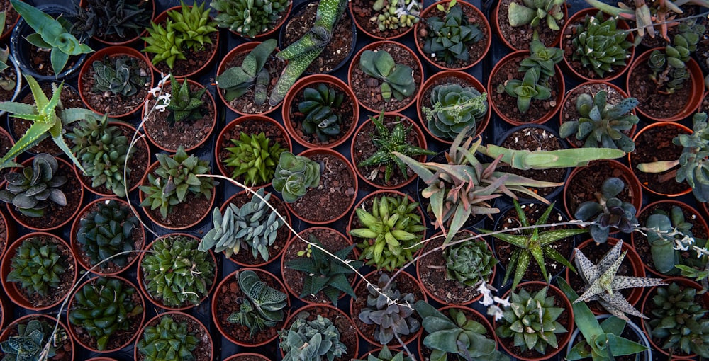 a bunch of potted plants sitting on top of a table