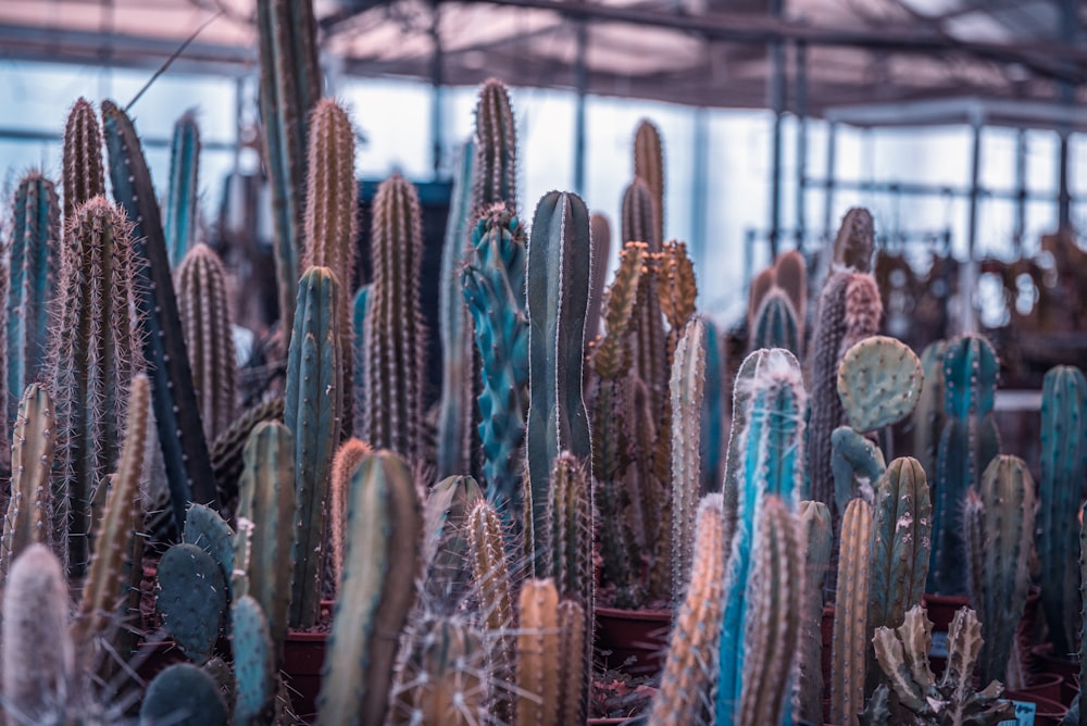 a group of cactus plants in a greenhouse