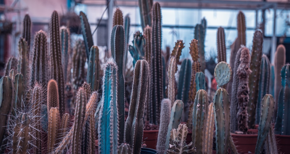 a group of cactus plants in a greenhouse