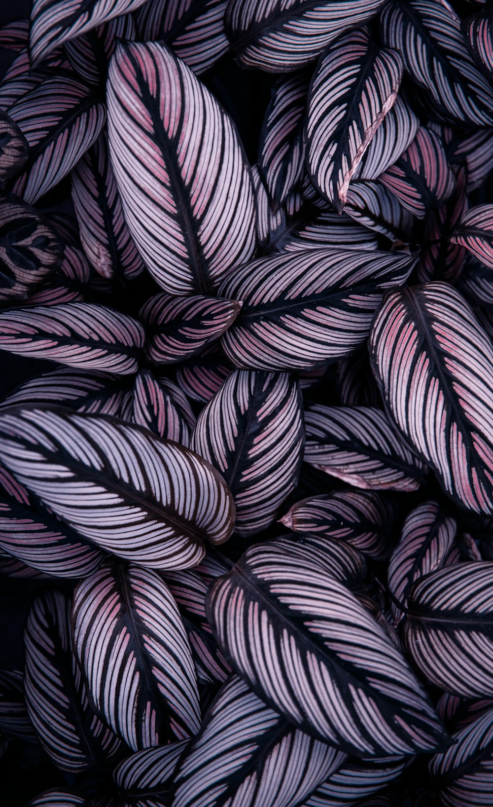 a pile of purple and black leaves