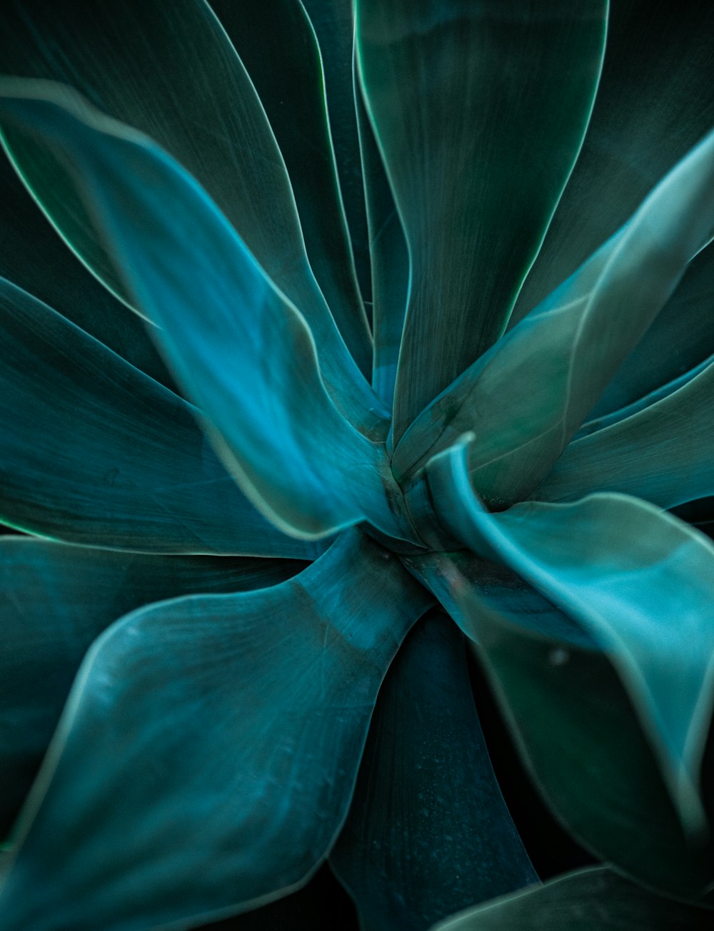 a close up of a plant with green leaves