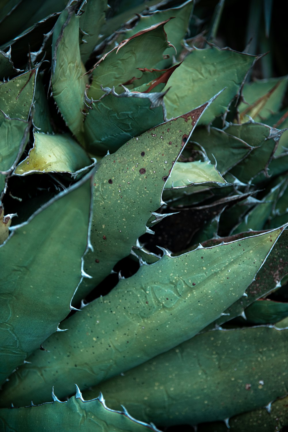 a close up of a green plant with leaves