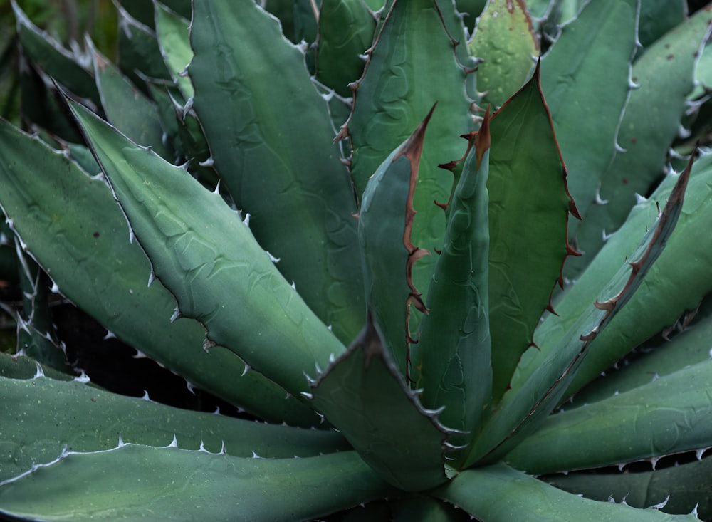 a close up of a green plant with leaves