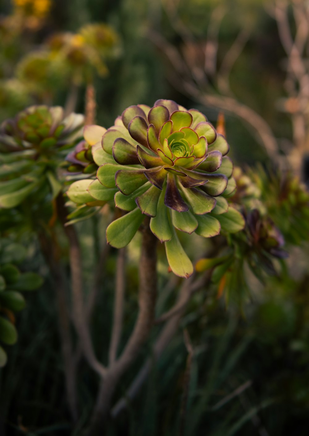 a close up of a plant with green leaves