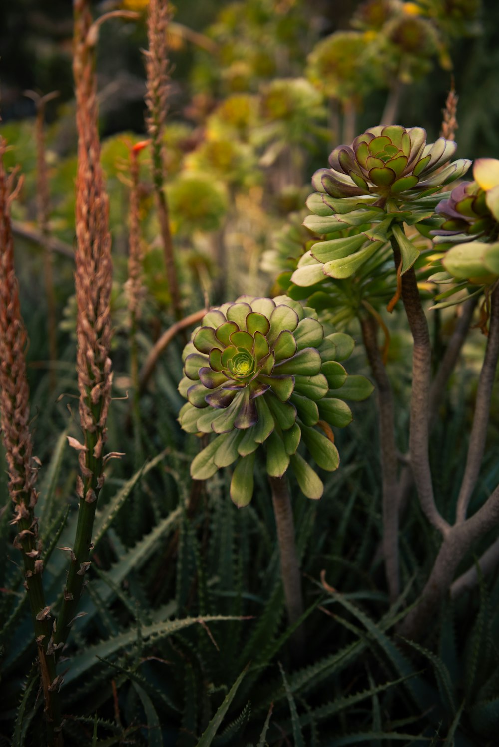 a bunch of plants that are in the grass