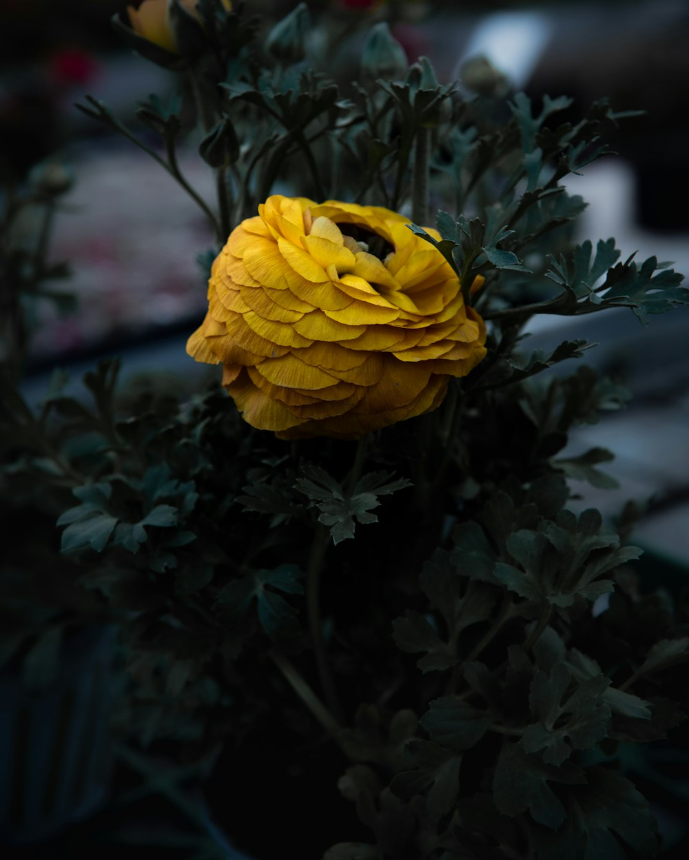 a close up of a yellow flower with green leaves