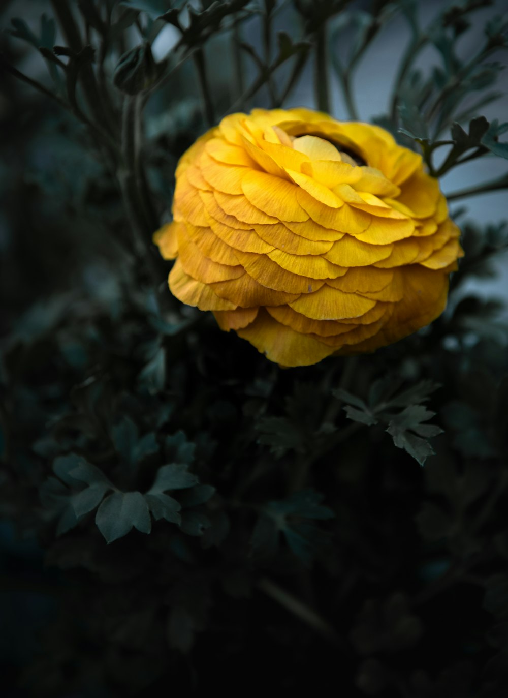 a yellow flower with green leaves on it