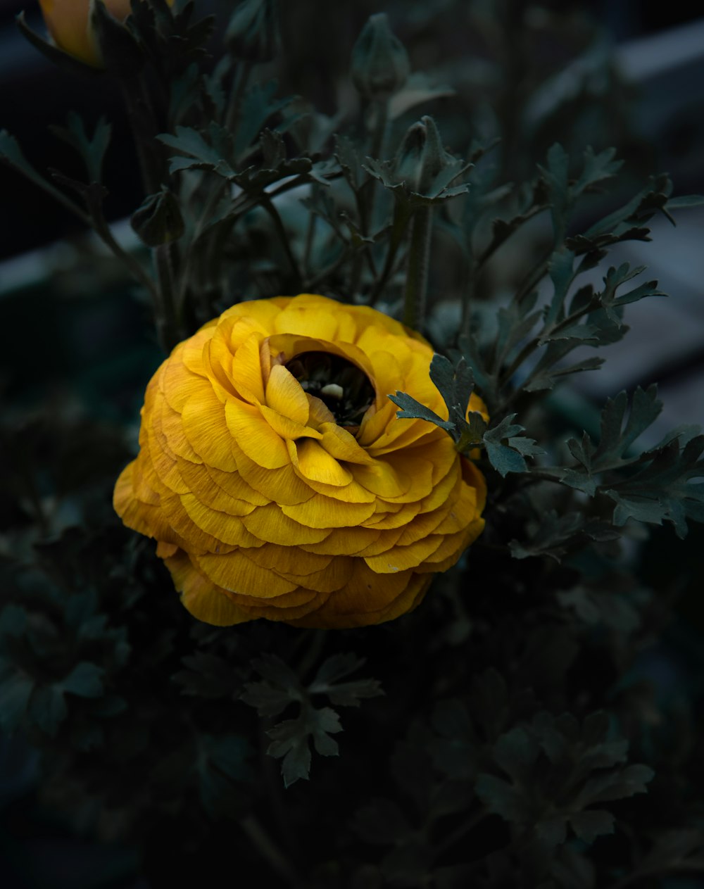 a close up of a yellow flower with green leaves