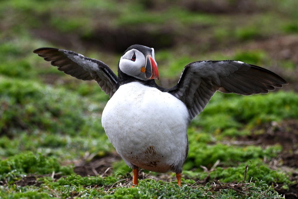 a white and black bird with its wings spread