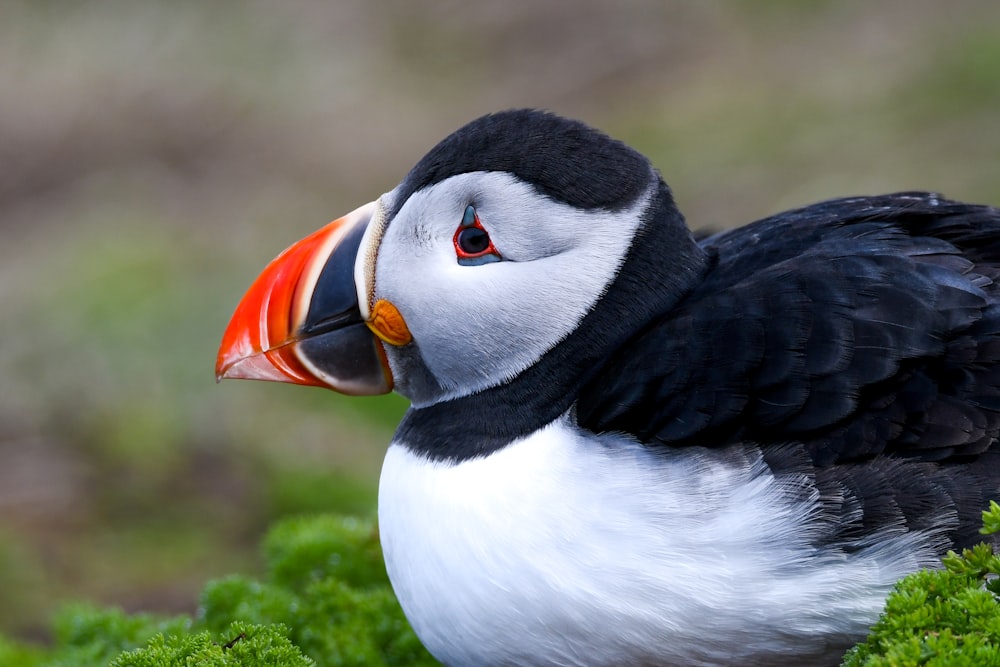 a black and white bird with a red beak