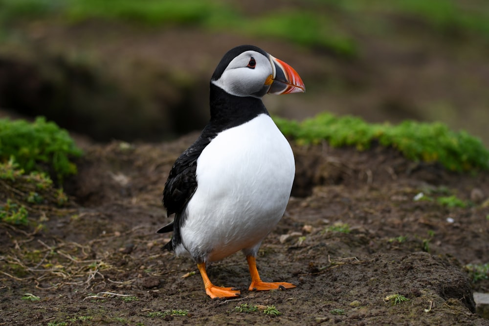 un pájaro blanco y negro con un pico anaranjado