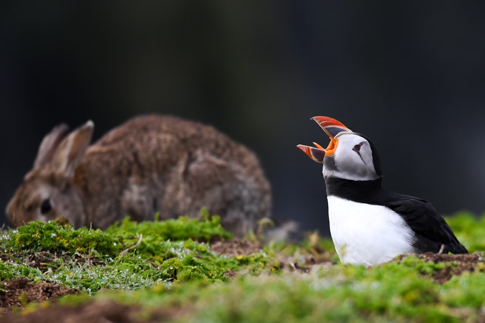 a small bird and a rabbit in the grass